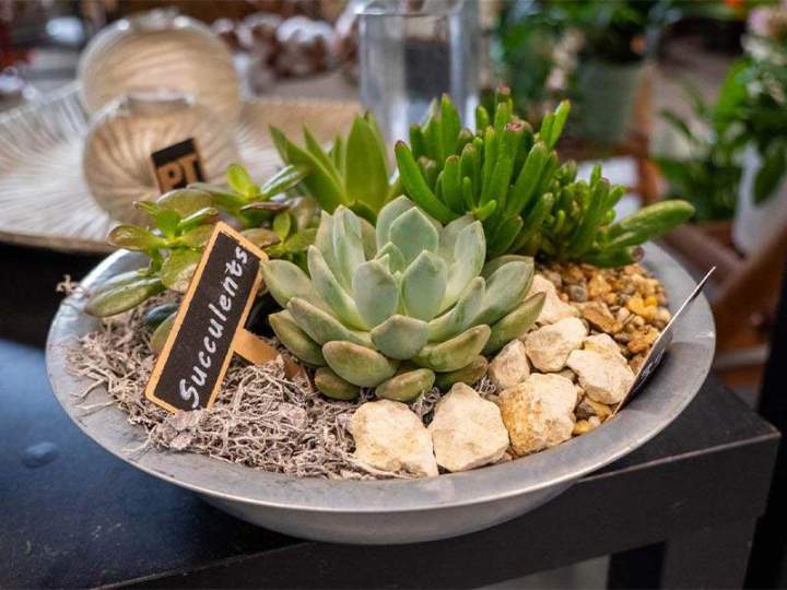 Plantes succulentes Cognac