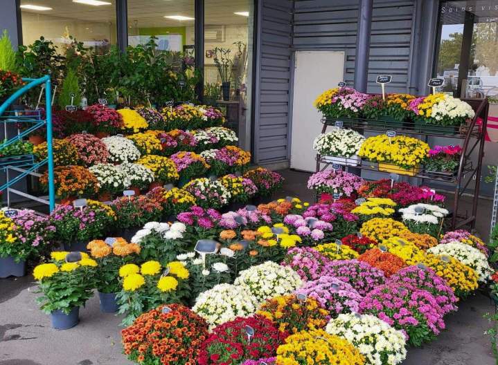 Boutique de fleurs Cognac