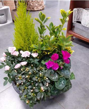 Une coupe de plantes Cognac