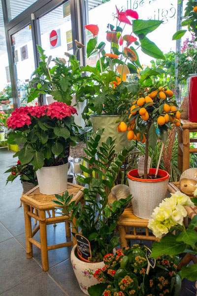 Vente de fleurs et de plantes Cognac