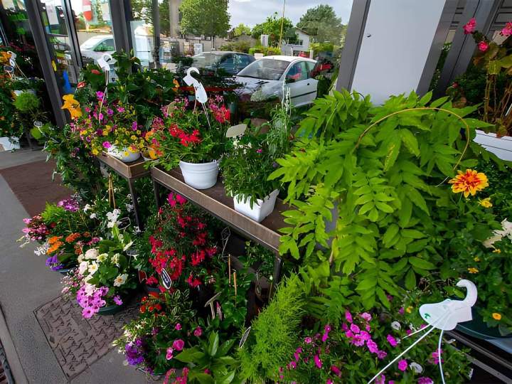Un large choix de plantes d'intérieur et d'extérieur Cognac