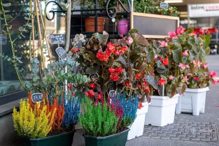 Boutique de fleurs Cognac