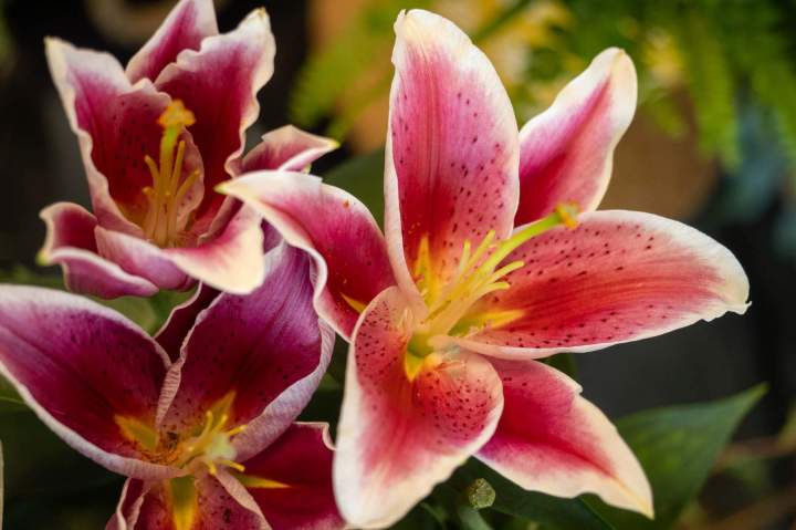 Boutique de fleurs Cognac