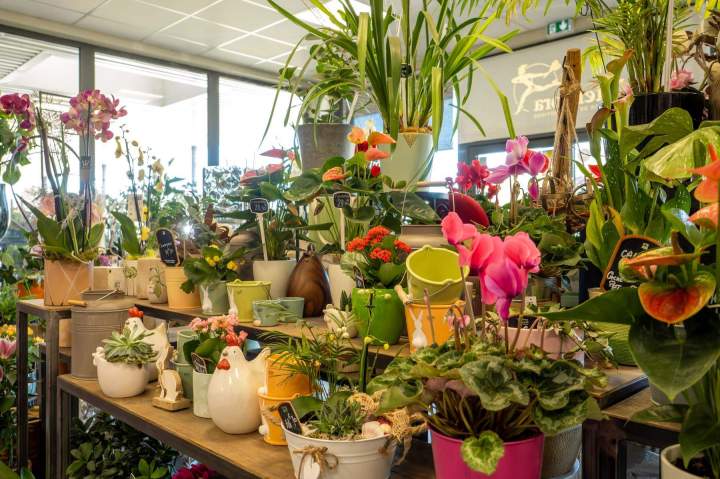 Boutique de fleurs Cognac