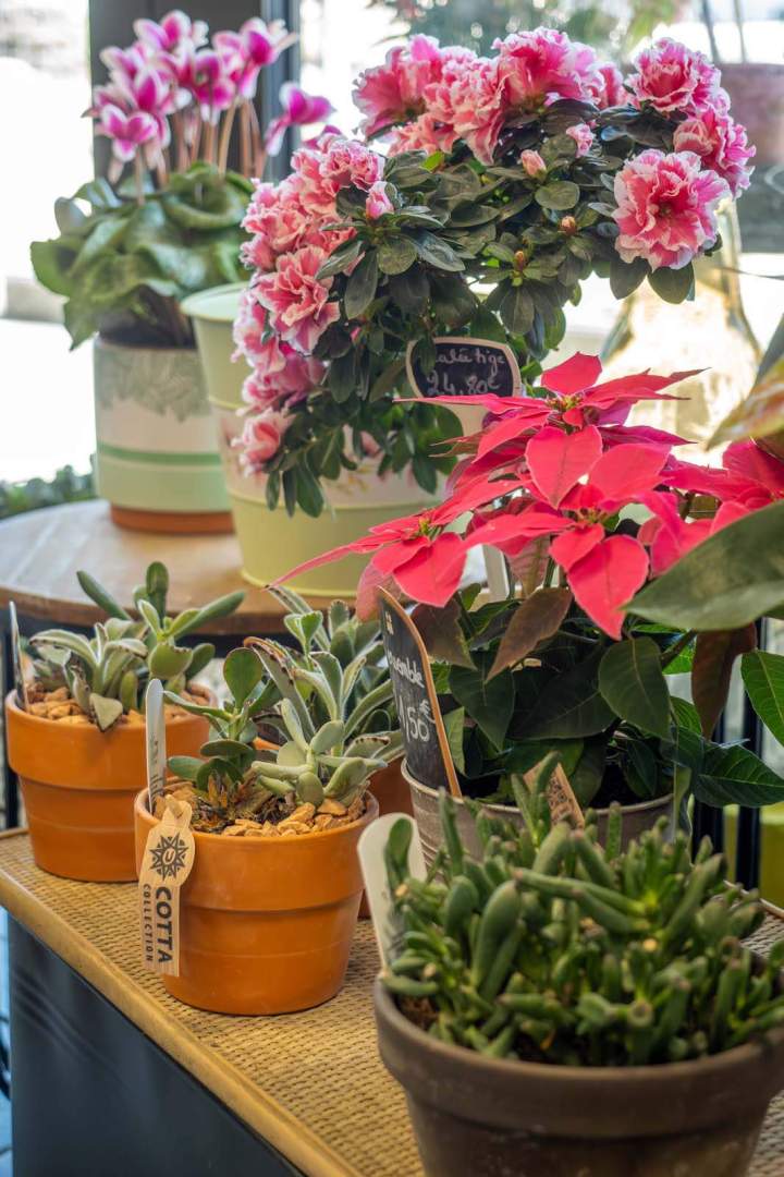 Boutique de fleurs Cognac