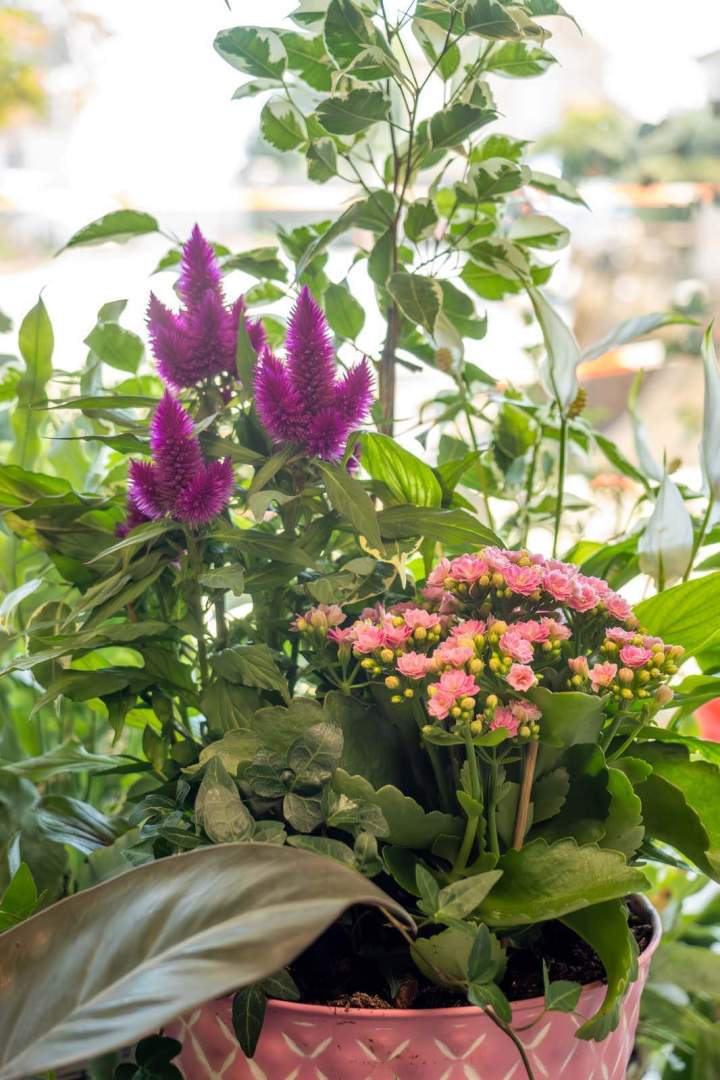 Boutique de fleurs Cognac