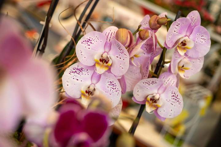 Boutique de fleurs Cognac