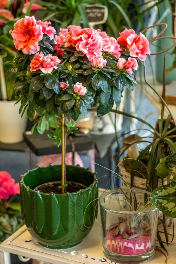 Boutique de fleurs Cognac