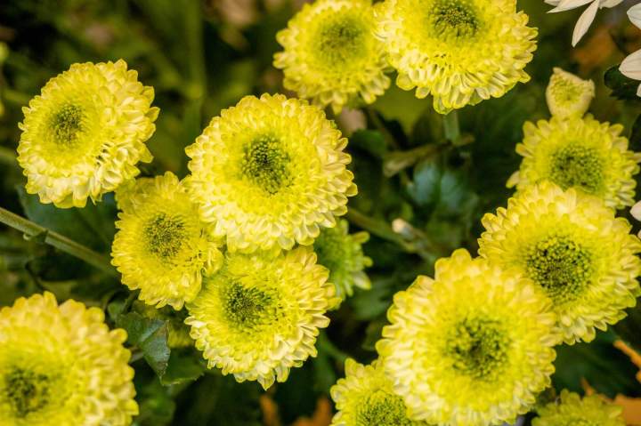 Boutique de fleurs Cognac