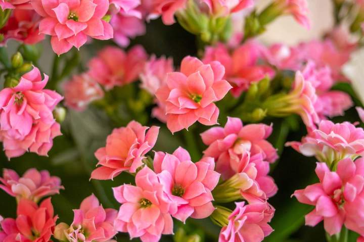 Boutique de fleurs Cognac